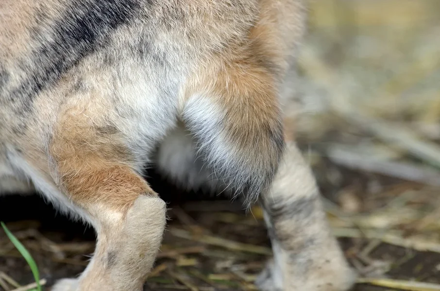 comp_kaninchen von hinten.webp
