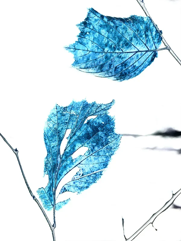 ci_PG9_1461_blue.webp