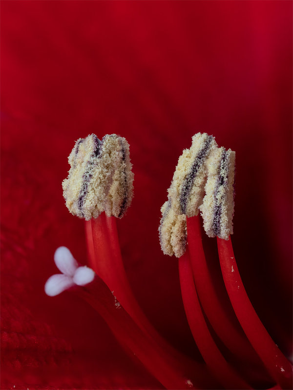 ci_PG9_1263-74_fs.jpg