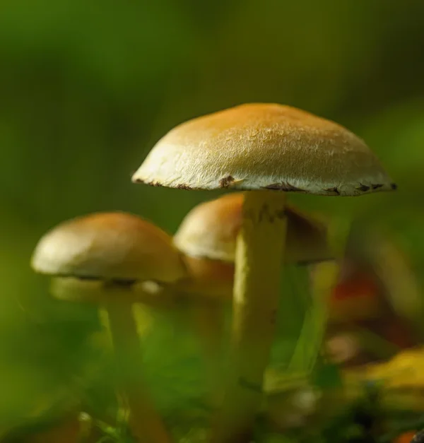 Pilz Okt. 2013_12.webp