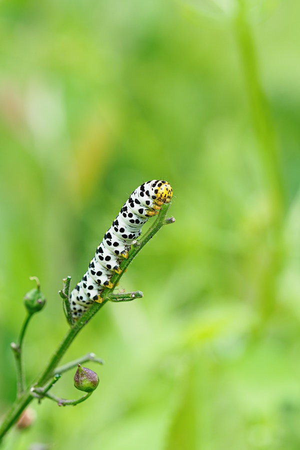 Wanderung Leuther Mühle Juni 2018_50.jpg