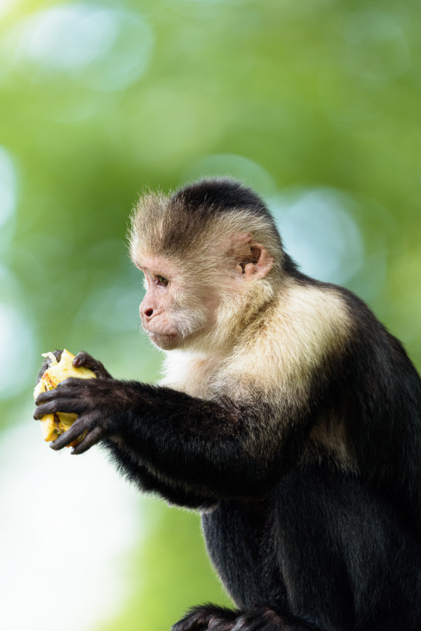 Apenheul 2015_216.jpg Apenheul 2015_216.jpg