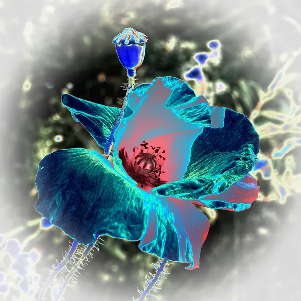 ci_12_PG9_9114.jpg
