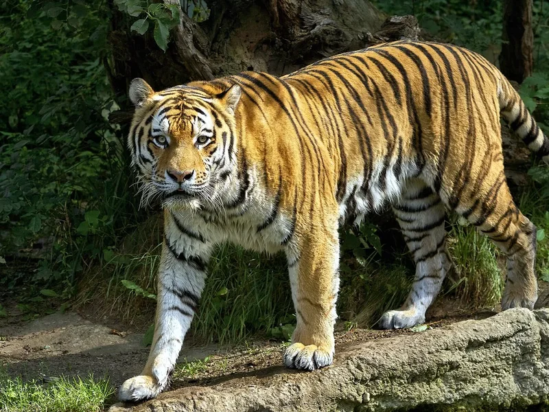 ZOO_00119.jpg