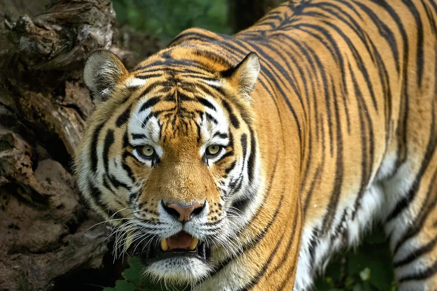 ZOO_00087.jpg