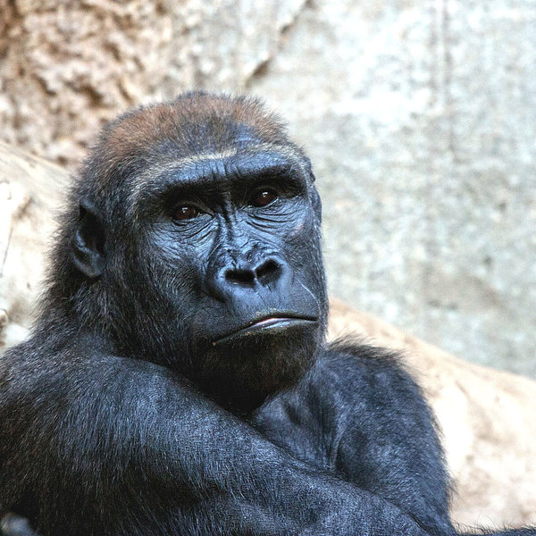 comp__MG_7165.jpg comp__MG_7165.jpg