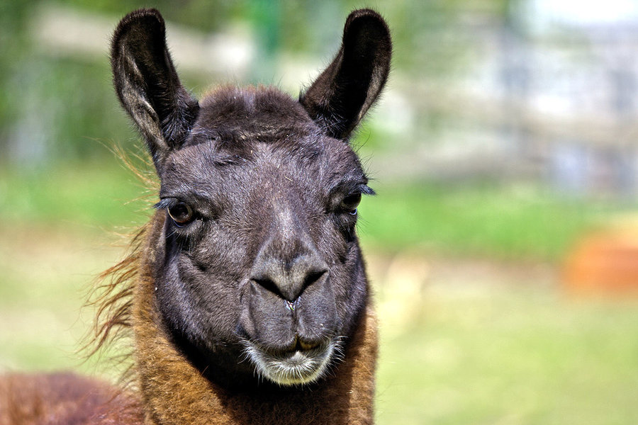 _MG_4599.jpg _MG_4599.jpg