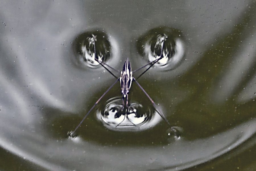 WasserläuferinBewegungCL90280FINFINFIN_999x666.jpg