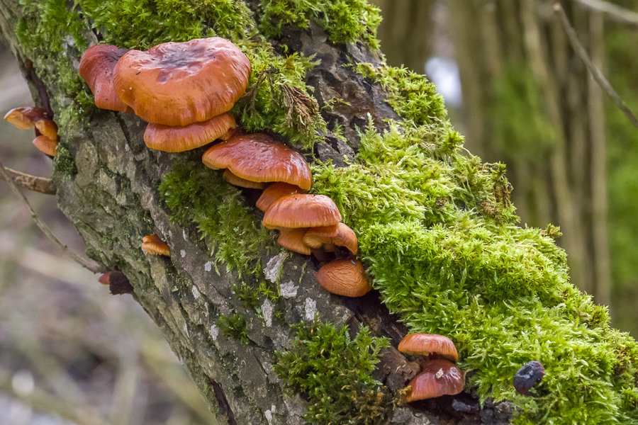 _IMG6805 29. Februar 2020 Litzendorf.JPG
