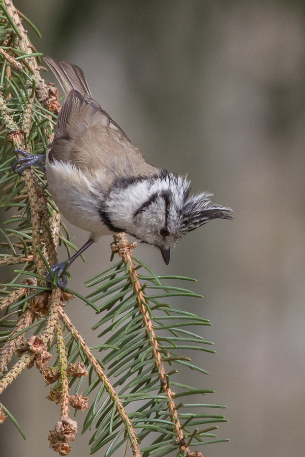 _IMG6910 19. März 2020 Hain.JPG