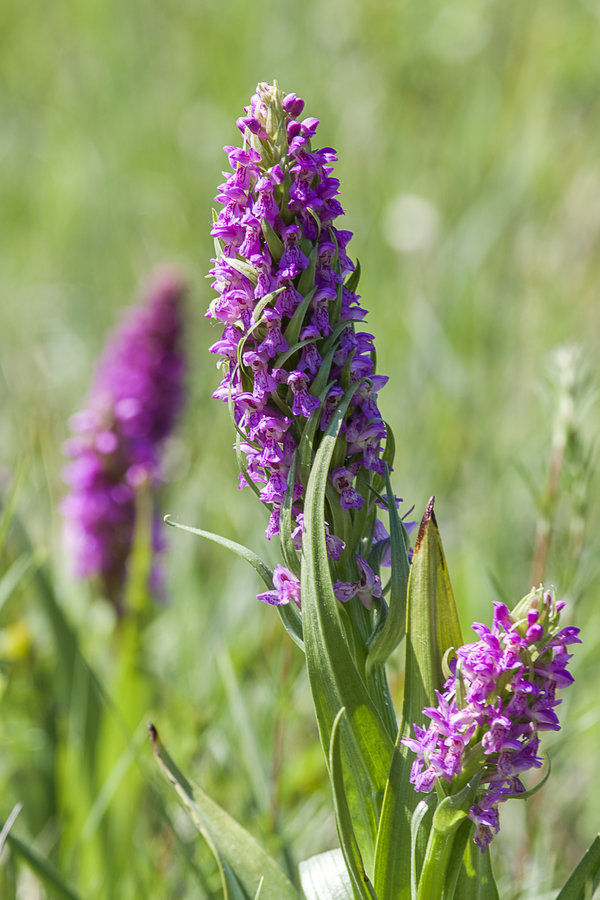 20200516-_IMG7127 Eltmann.JPG