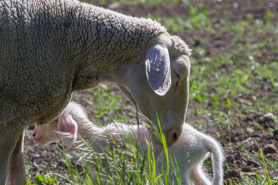 20200516-_IMG7265 Eltmann.JPG