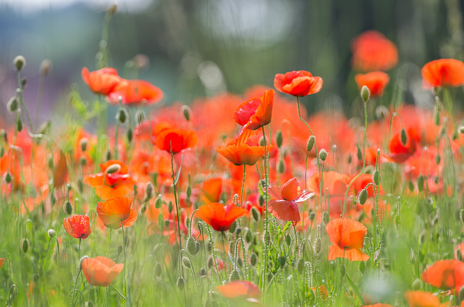 20200613-IMGP3054 Burglesau.JPG