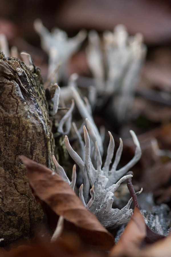 20201114-_IMG9428 Heuptsmoorwald.JPG