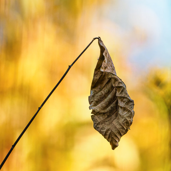 November_1  2020.jpg