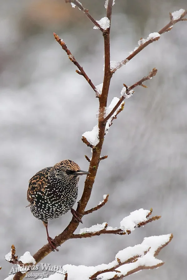 D75_3300_C1 1.webp