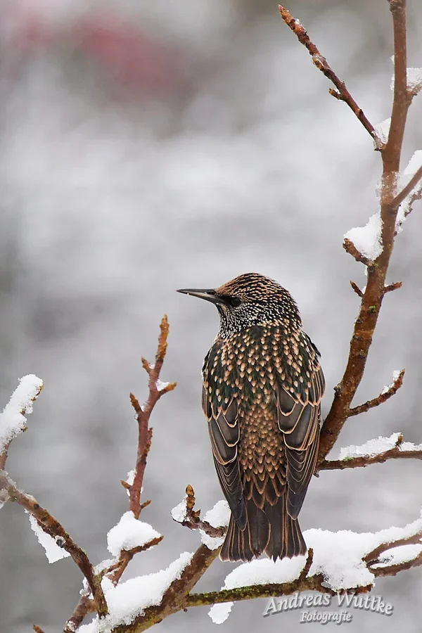 D75_3298_C1 1.webp