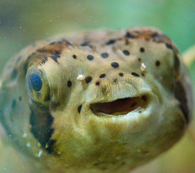 Lübeck Mai 2015_0466.jpg