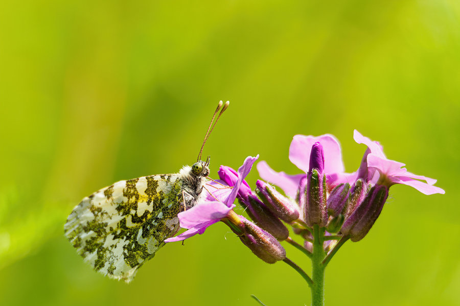 Mai 2018-203_DxO-Bearbeitet.jpg
