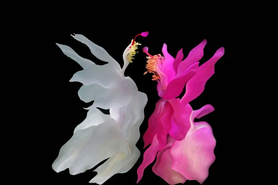 WeihnachtkaktusSCHNEEWEISSCHENROSENROTSl2Si105MacTANZPAARENETREMGFINFINFIN_998x666.webp