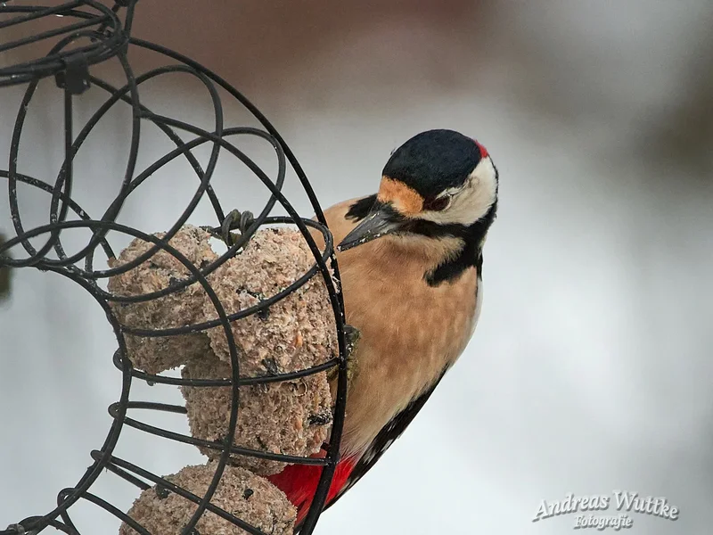 D75_3345_C1.webp