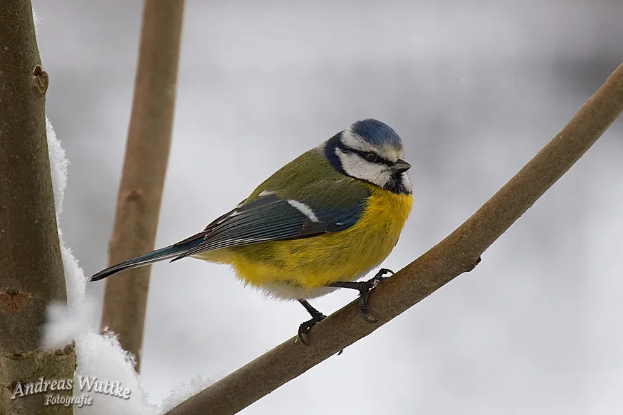 D75_3384.webp