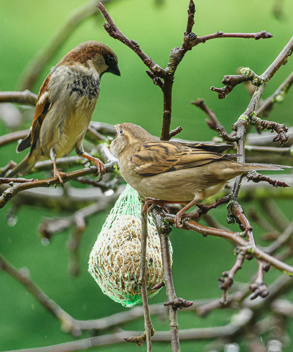 Vögel 2021-128_DxO-Bearbeitet.jpg