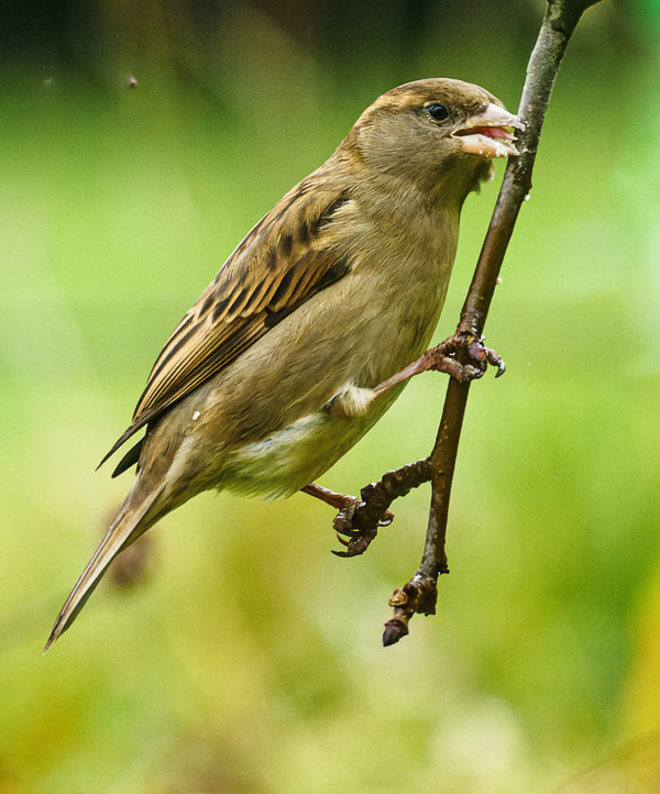 Vögel 2021-216_DxO-Bearbeitet.jpg