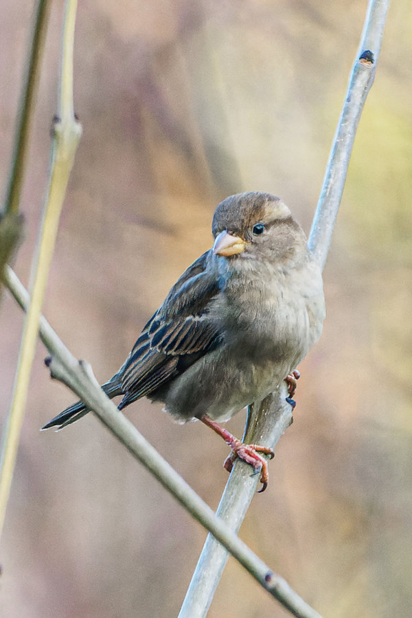 Vögel 2021-33_DxO-Bearbeitet.jpg