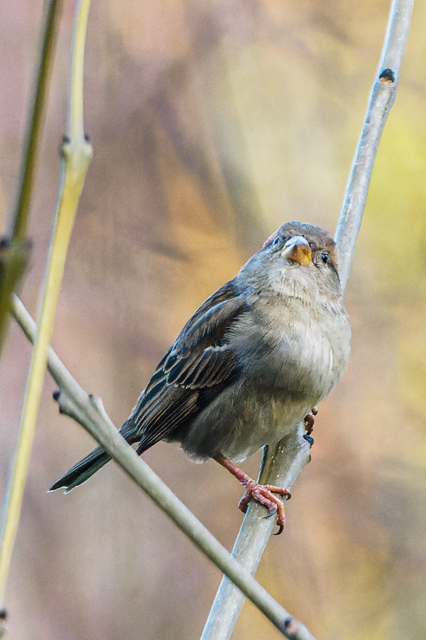 Vögel 2021-36_DxO-Bearbeitet.jpg