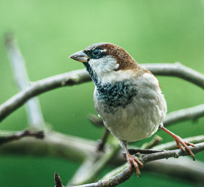 Vögel 2021-256_DxO-Bearbeitet.jpg