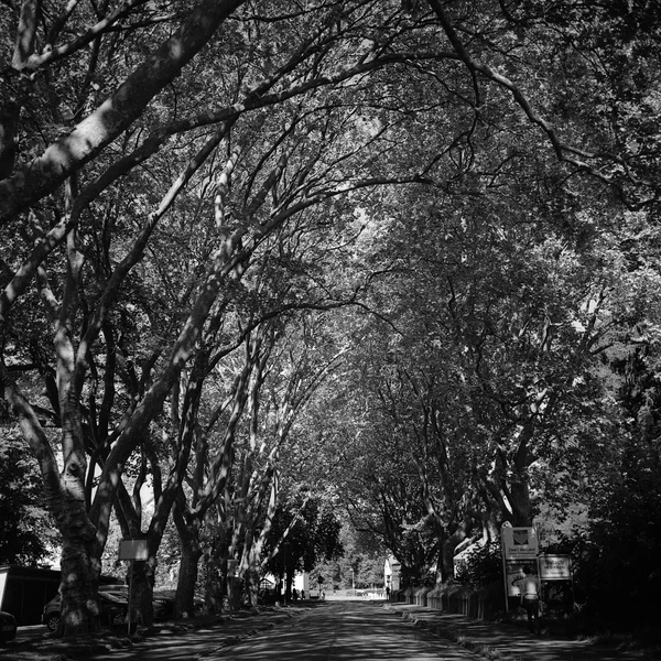 allee2020-05-12-0003klein.webp