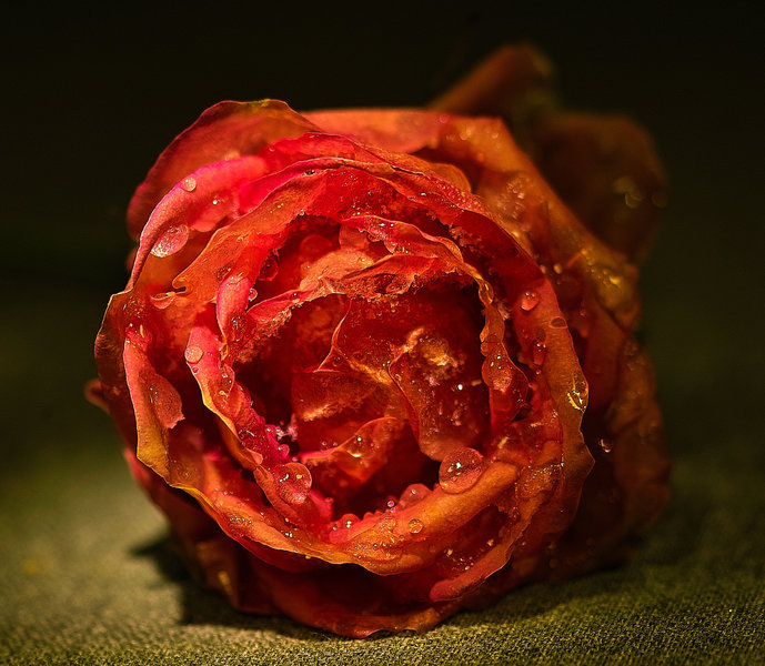 IMG20532-x.jpg
