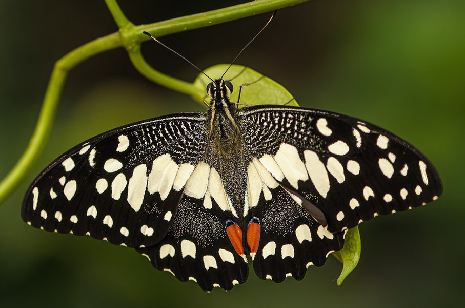 Krefeld 01.08. und 08.08.10_0024_DxO-Bearbeitet.jpg