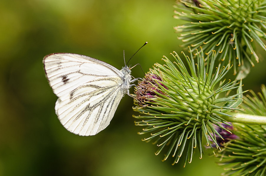 Bunter Garten (199 von 118)_DxO-Bearbeitet.jpg