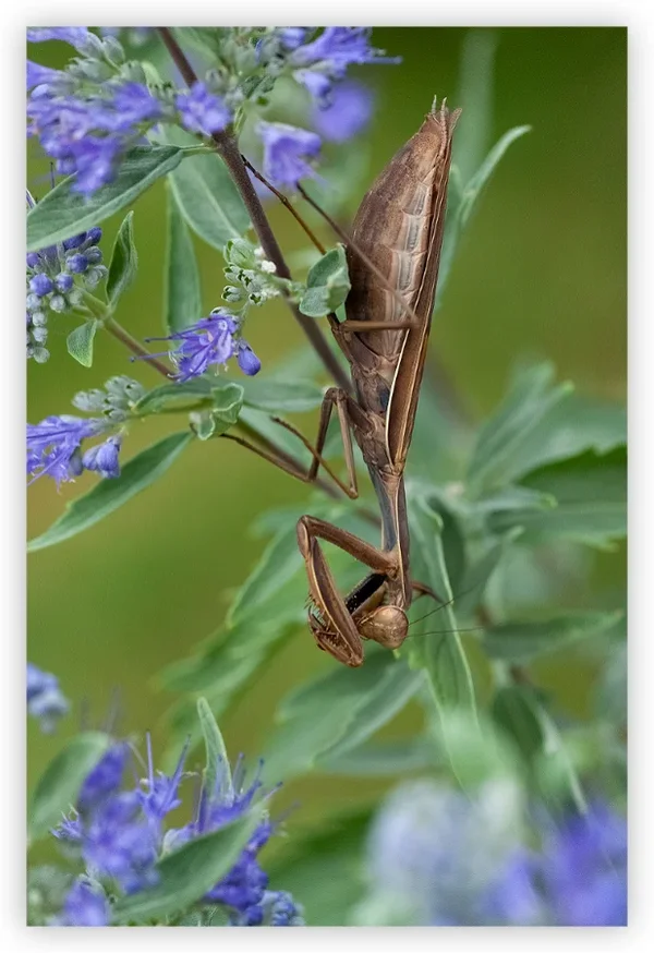 Kupfer Sept 2013.webp