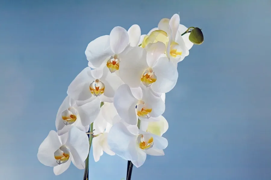 OrchideenWEISSGegenlichtauBLAU#1SL22490HDR_998x666.webp