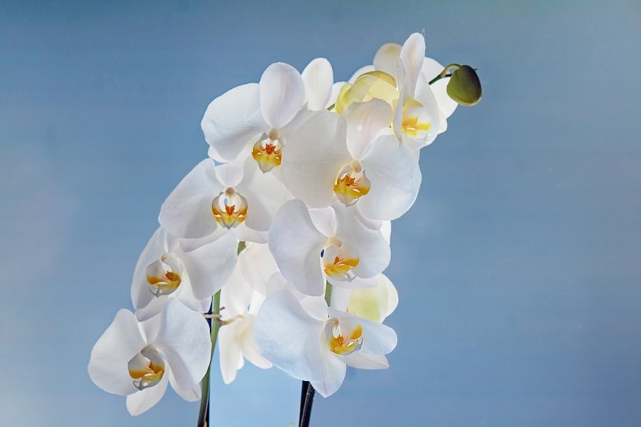 OrchideenWEISSGegenlichtauBLAU#1SL22490HDR_998x666.jpg OrchideenWEISSGegenlichtauBLAU#1SL22490HDR_998x666.jpg