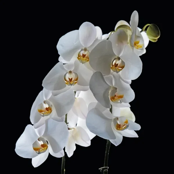 OrchideenWEISSGegenlichtauSCHWARZ#1SL22490HDRZENTRAUADRATL_666x666.webp
