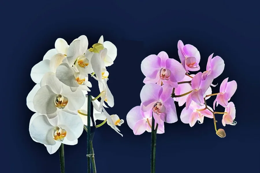 OrchideenWEISSUNDROSAGegenlichtaufBLAU#1SL22490HDR_998x666.webp
