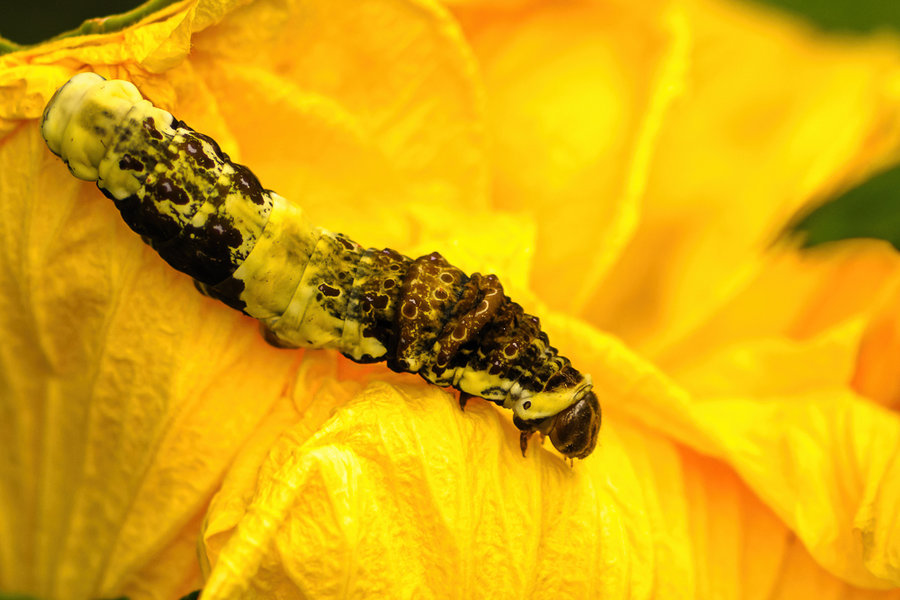 Krefeld 09.07.11_0013_DxO-Bearbeitet.jpg