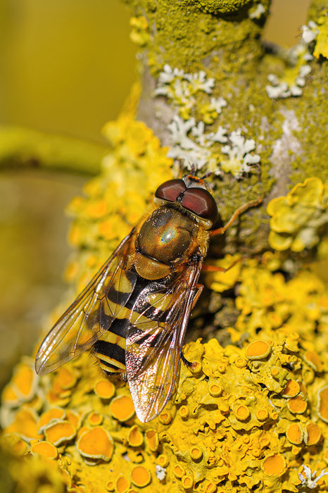 Keukenhof 21.04.12_0079_DxO-Bearbeitet.jpg