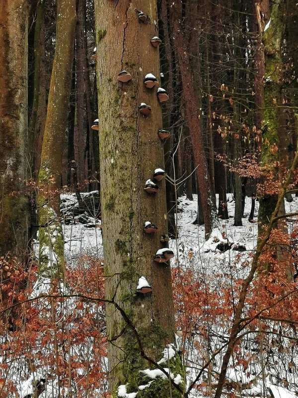 IMG_20210121_zunder-b.webp