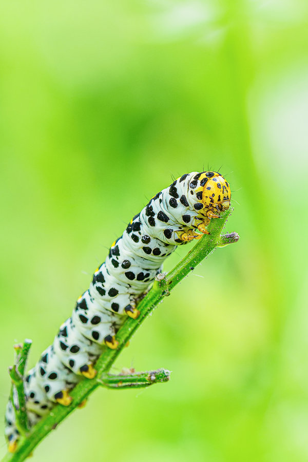 Juni 2018-325_DxO-Bearbeitet.jpg