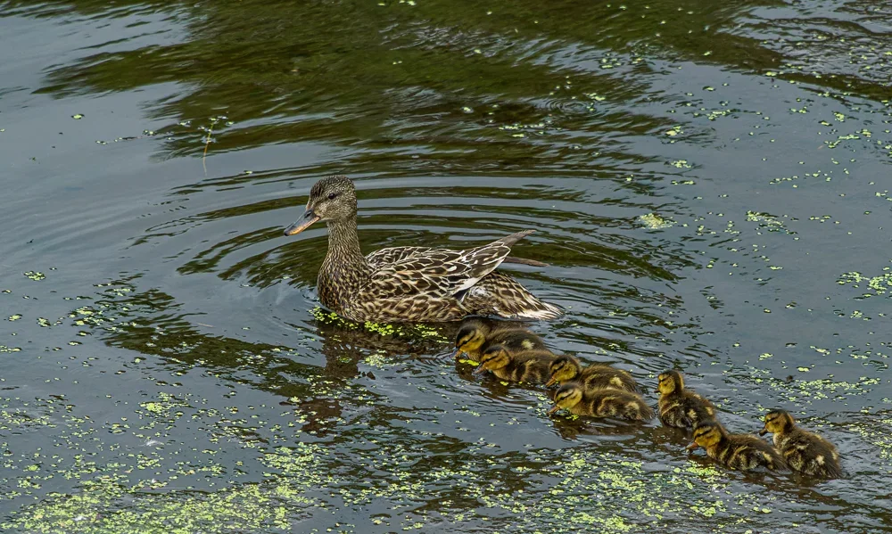 Juni 2018-157_DxO-Bearbeitet.webp