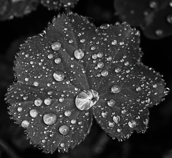 Wassertropfen S-W.webp
