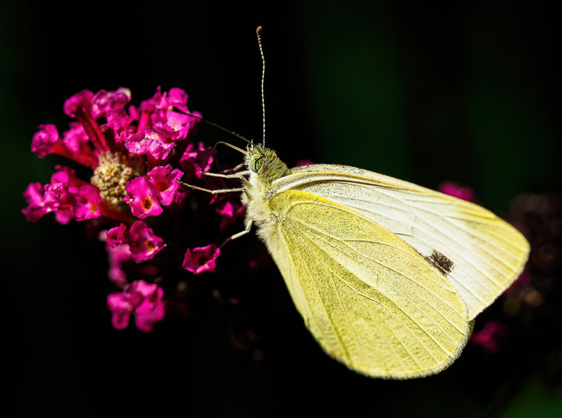 Juli 2018-9_DxO-Bearbeitet.jpg