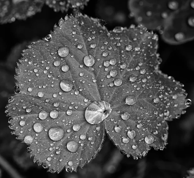 Wassertropfen S-W_Silver Efex.webp