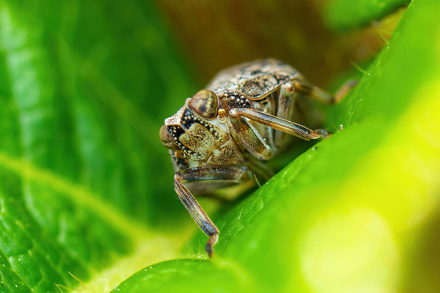 Juni 2018-57_DxO-Bearbeitet.jpg