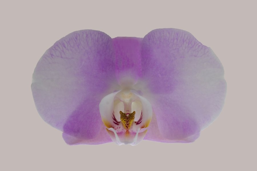 OrchideeRosaEINELBLÜTEGROSSSL2Si105MacAUSFINHGROSA_998x666.jpg